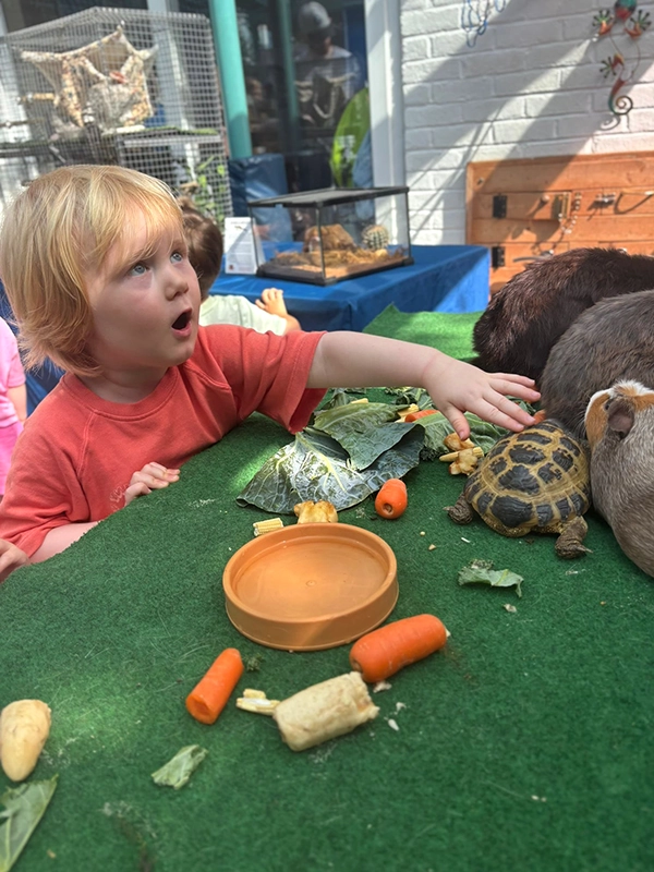 child stroking tortoise