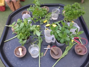herbs1